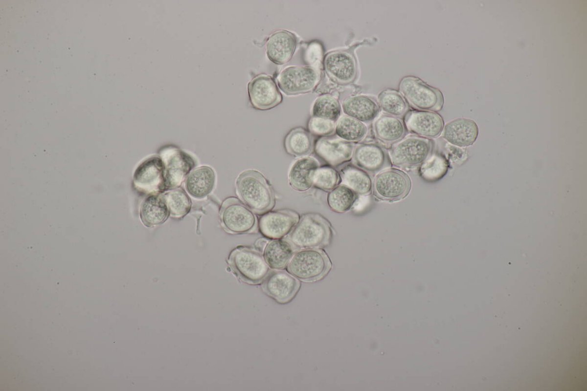 Rheinwiesen Neuenkamp-0139.jpg