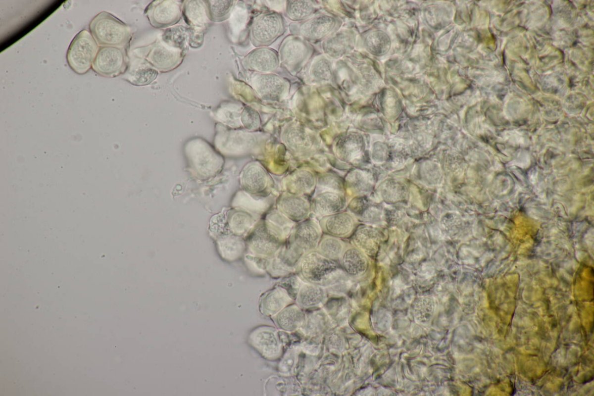 Rheinwiesen Neuenkamp-0141.jpg