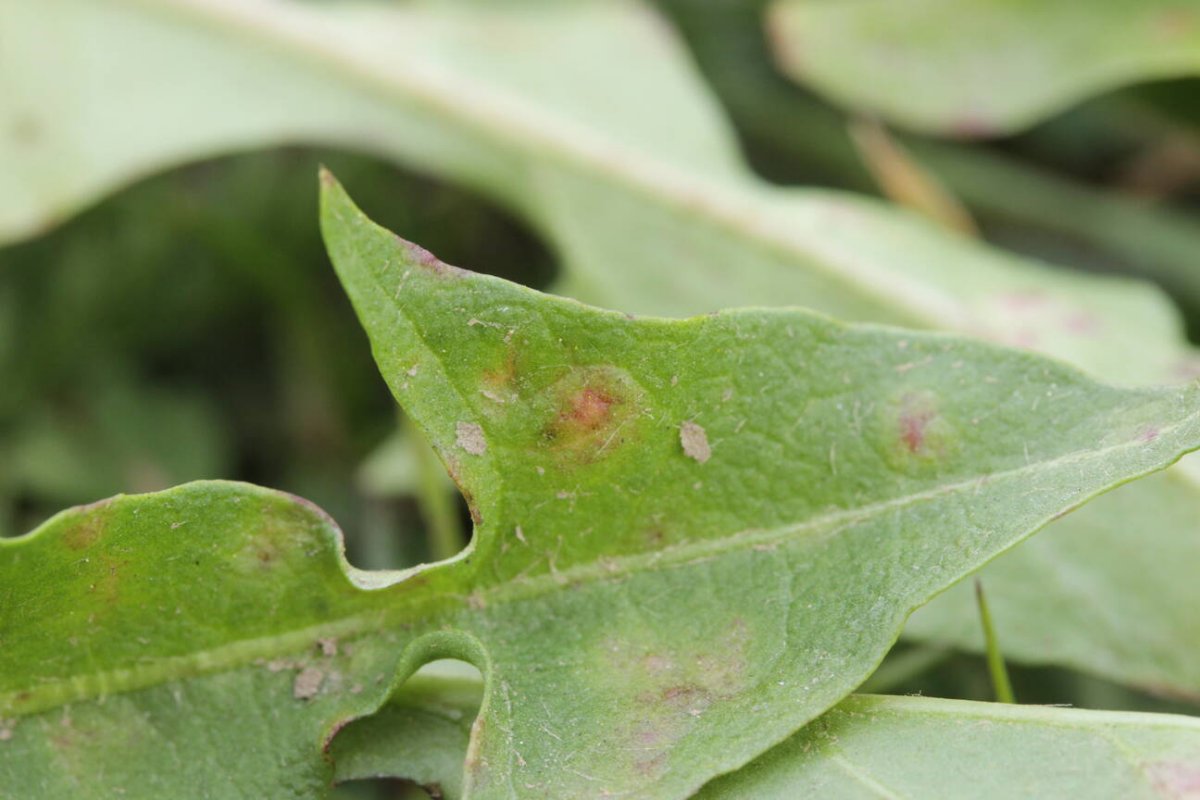 Rheinwiesen Neuenkamp-0073.jpg