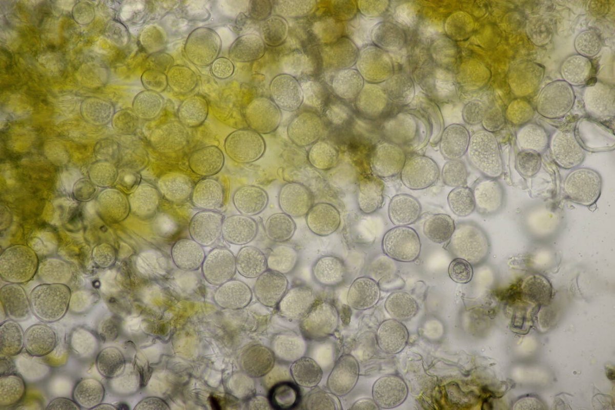 Rheinwiesen Neuenkamp-0150.jpg