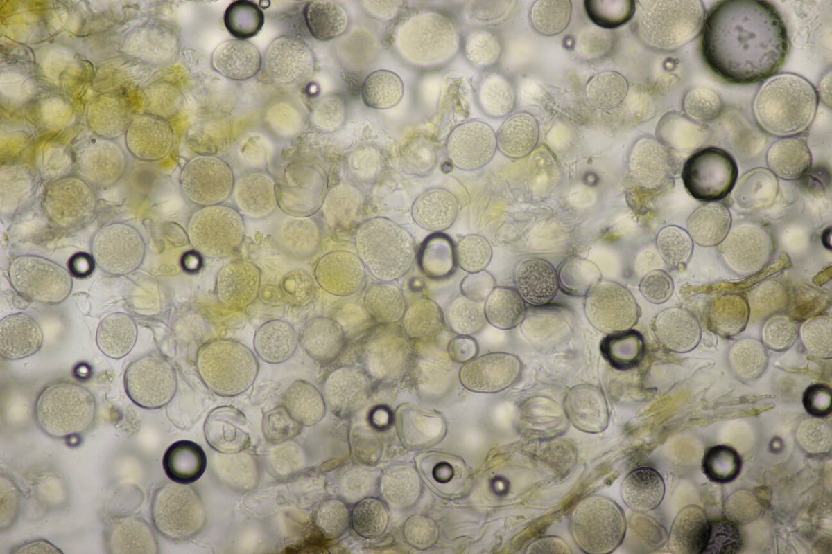 Rheinwiesen Neuenkamp-0151.jpg