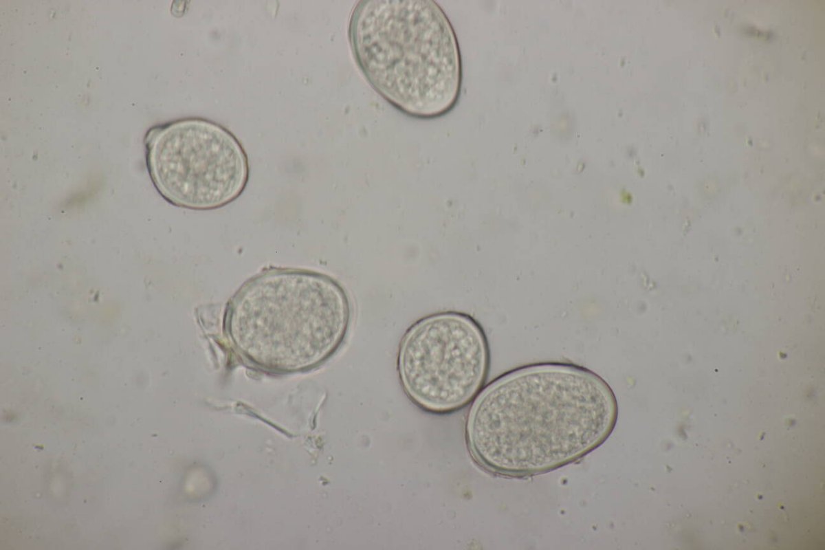 Rheinwiesen Neuenkamp-0154.jpg