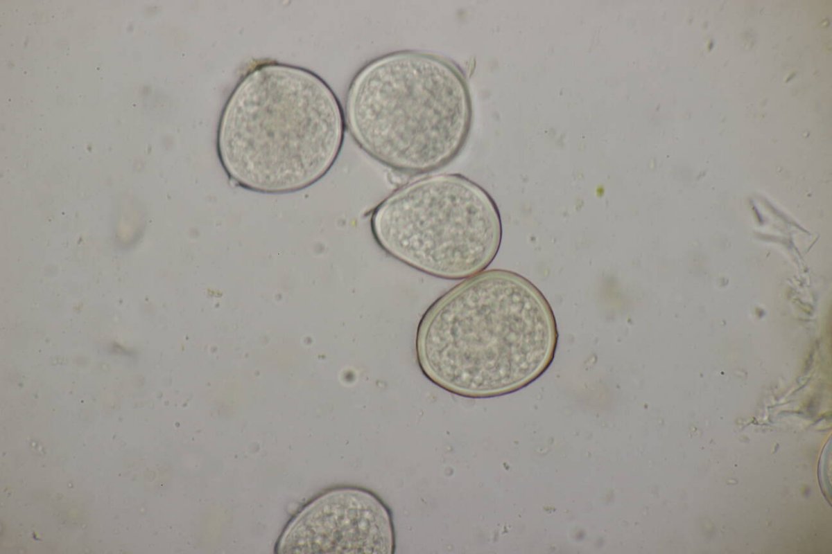 Rheinwiesen Neuenkamp-0155.jpg