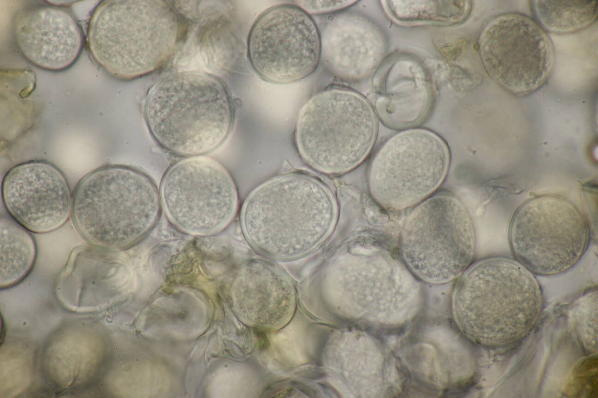 Rheinwiesen Neuenkamp-0156.jpg