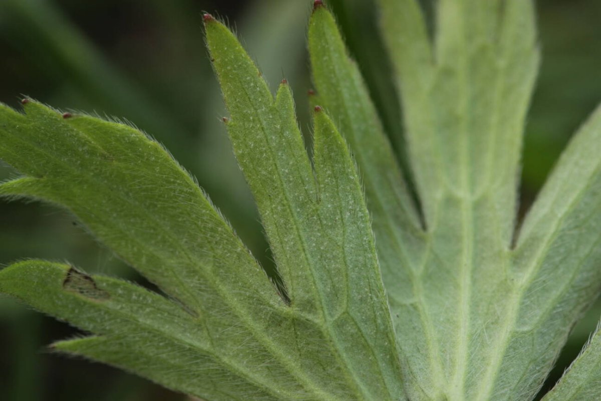 Rheinwiesen Neuenkamp-0098.jpg