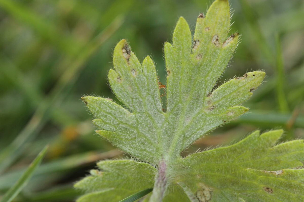 Rheinwiesen Neuenkamp-0100.jpg