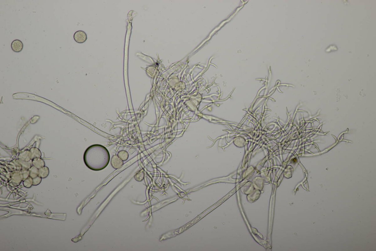 Rheinwiesen Neuenkamp-0171.jpg