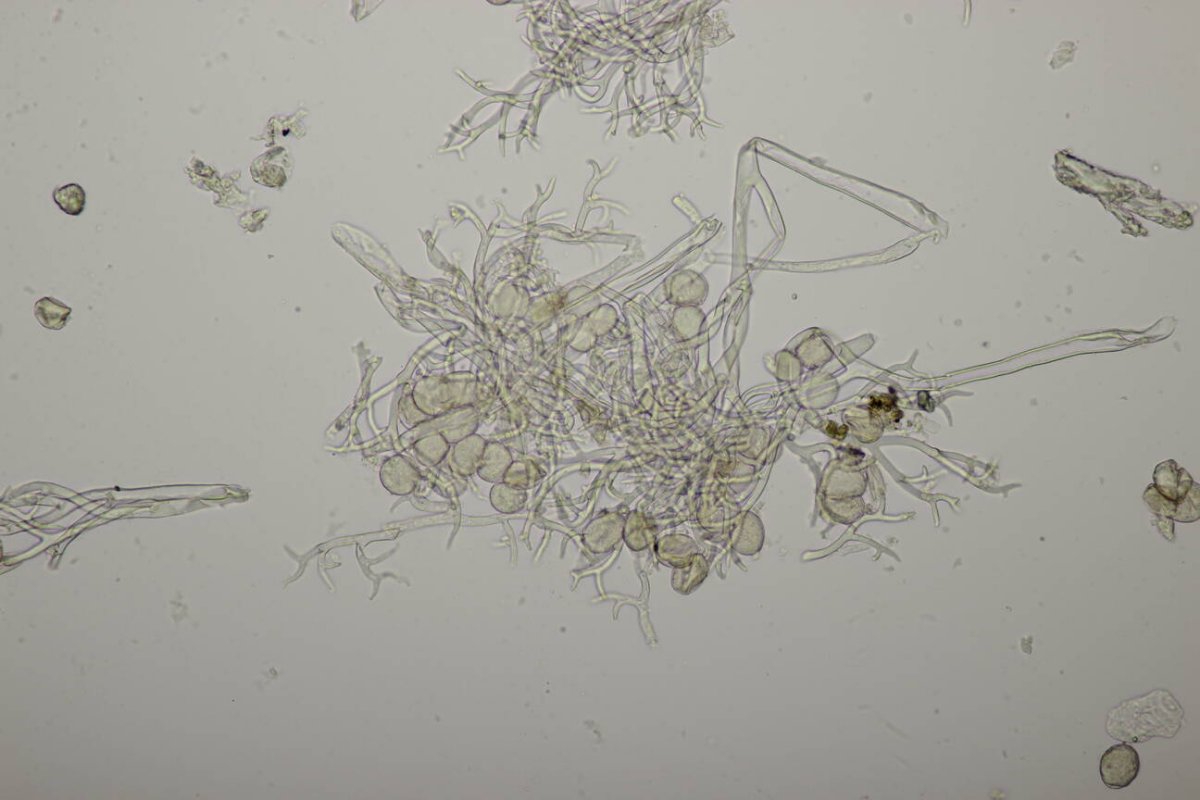 Rheinwiesen Neuenkamp-0173.jpg