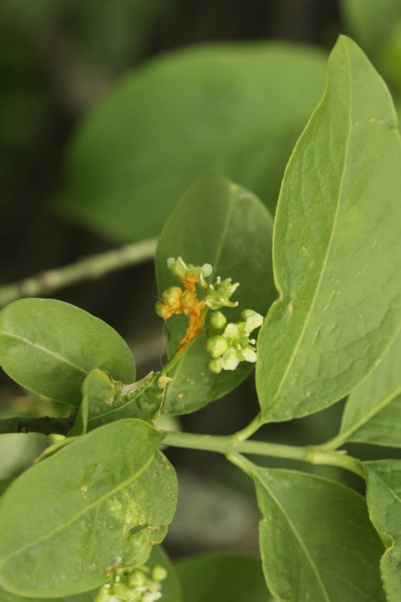 Rheinwiesen Neuenkamp-0103.jpg