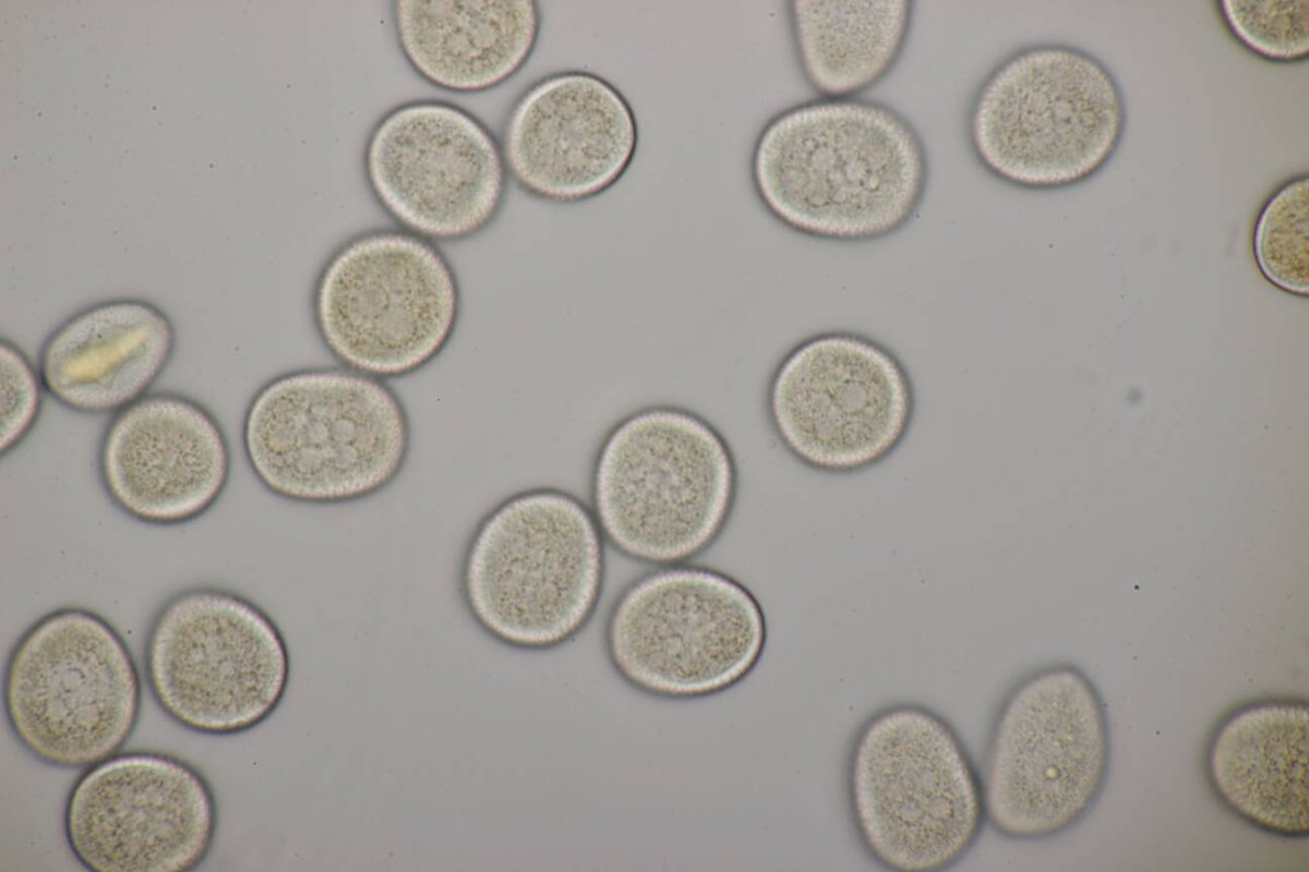 Rheinwiesen Neuenkamp-0162.jpg