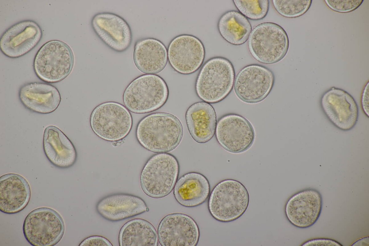 Rheinwiesen Neuenkamp-0163.jpg