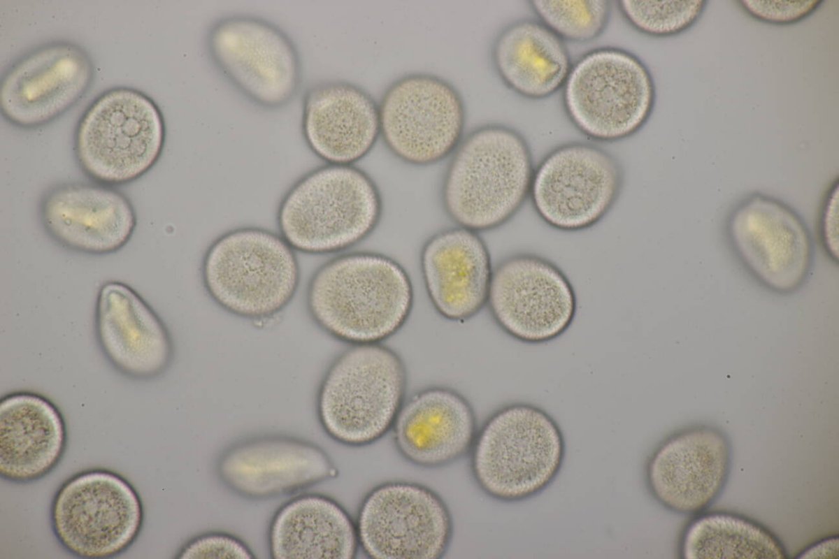 Rheinwiesen Neuenkamp-0164.jpg