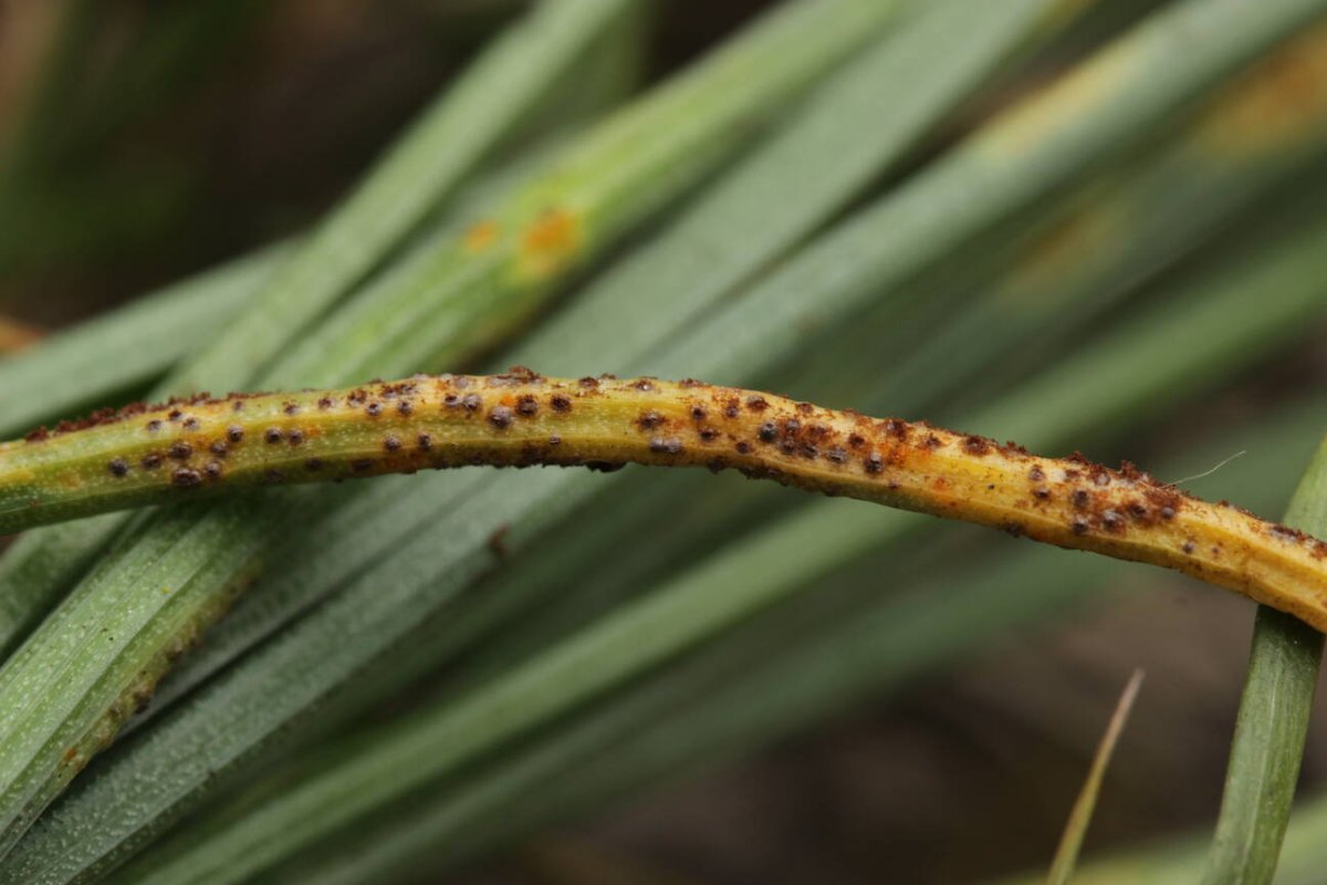 Rheinwiesen Neuenkamp-0118.jpg