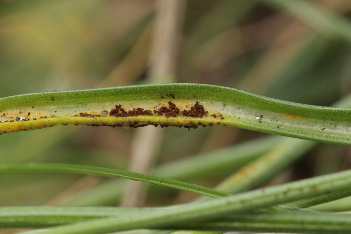 Rheinwiesen Neuenkamp-0119.jpg