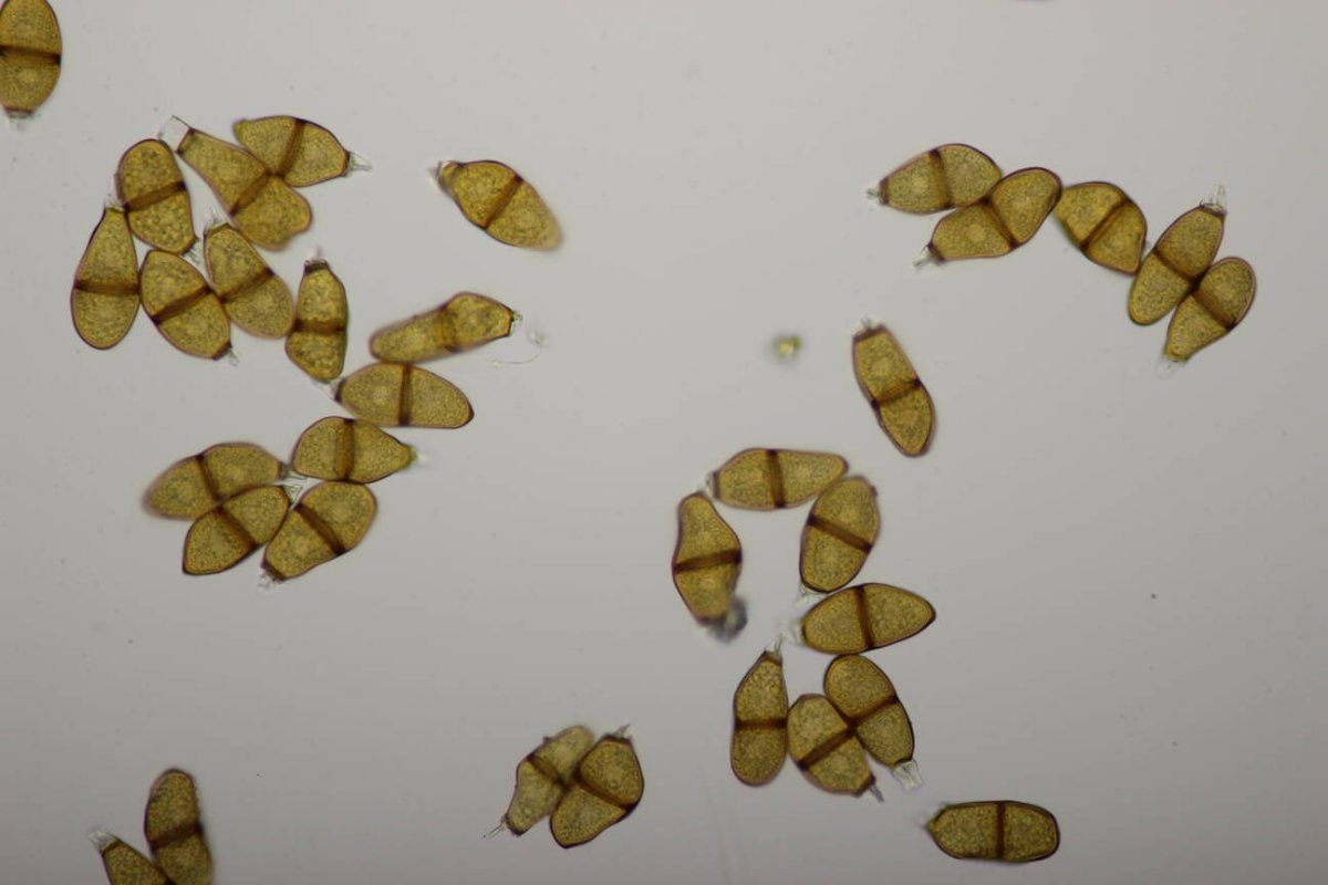 Rheinwiesen Neuenkamp-0165.jpg