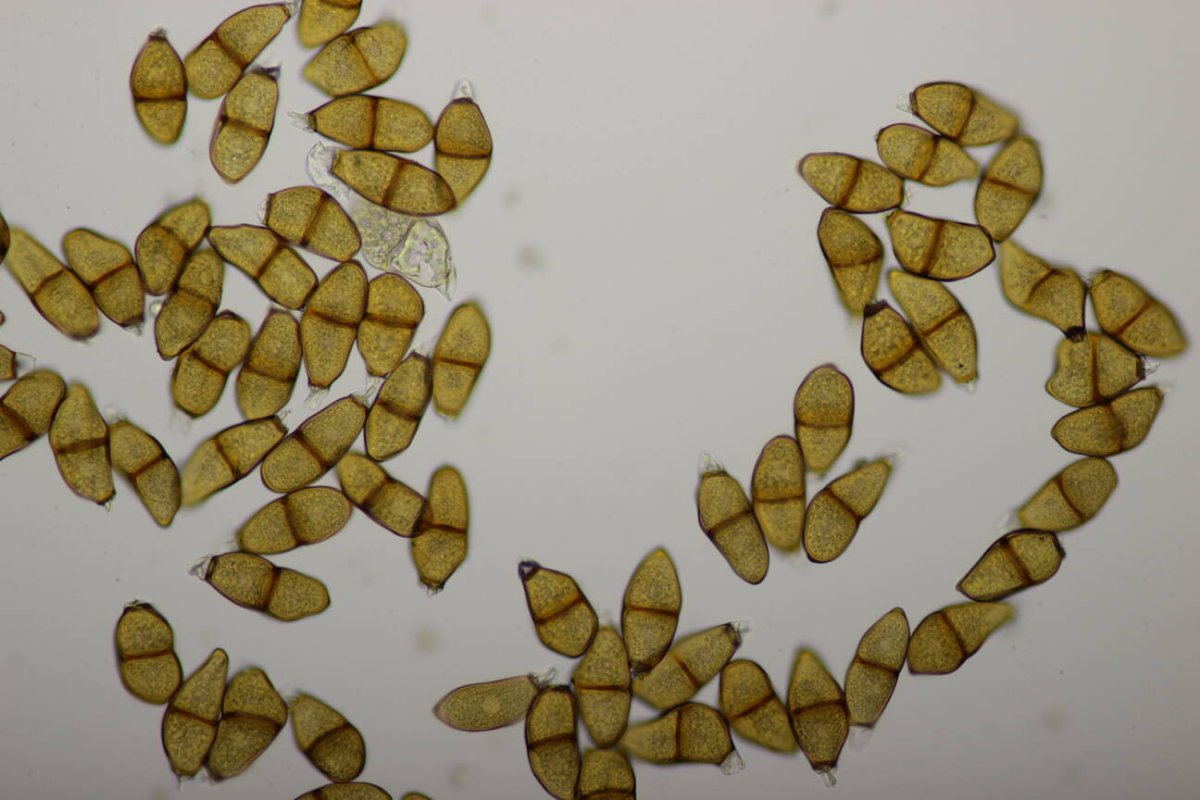 Rheinwiesen Neuenkamp-0166.jpg