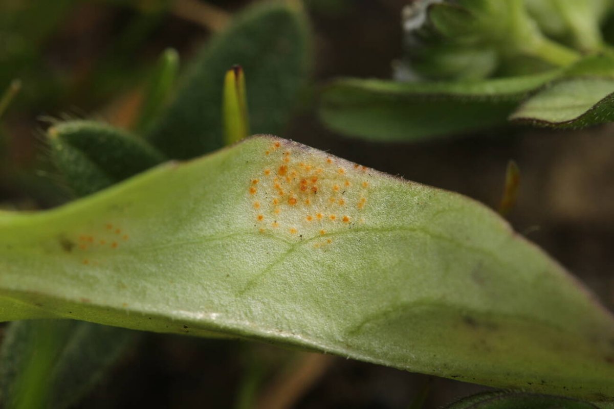 Rheinwiesen Neuenkamp-0015.jpg