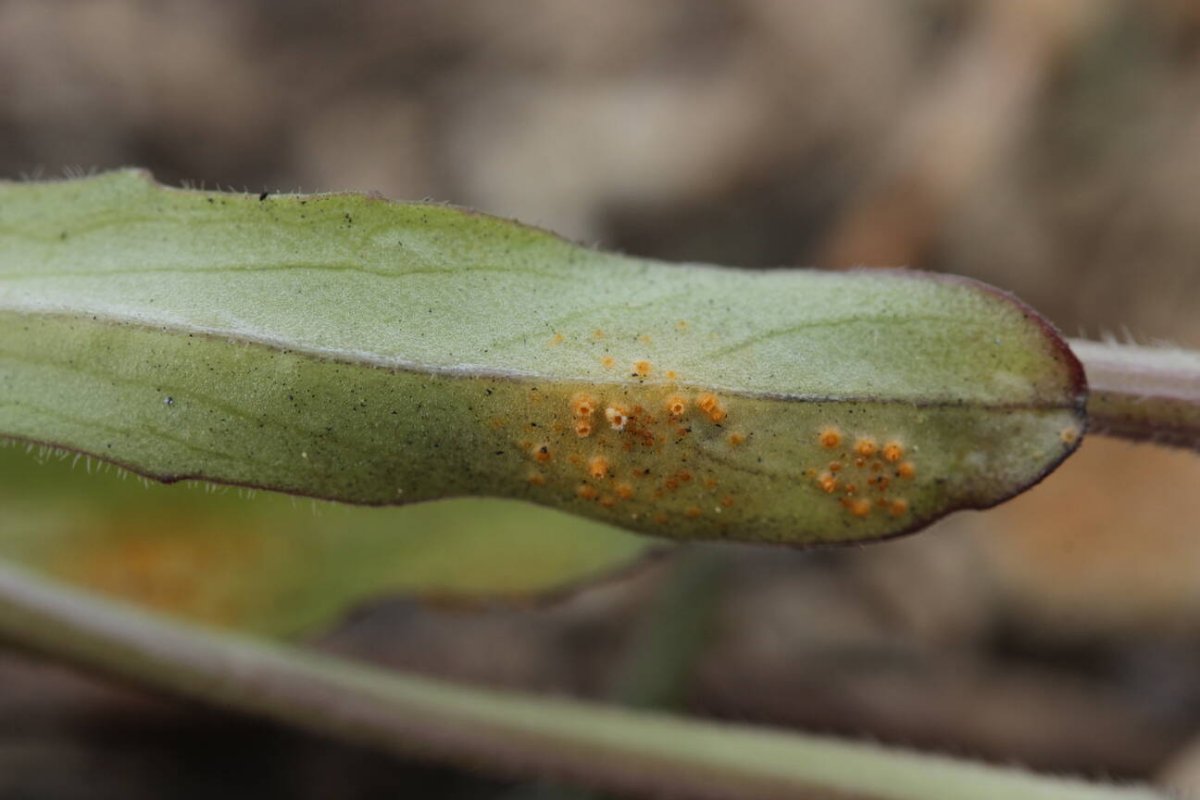 Rheinwiesen Neuenkamp-0034.jpg