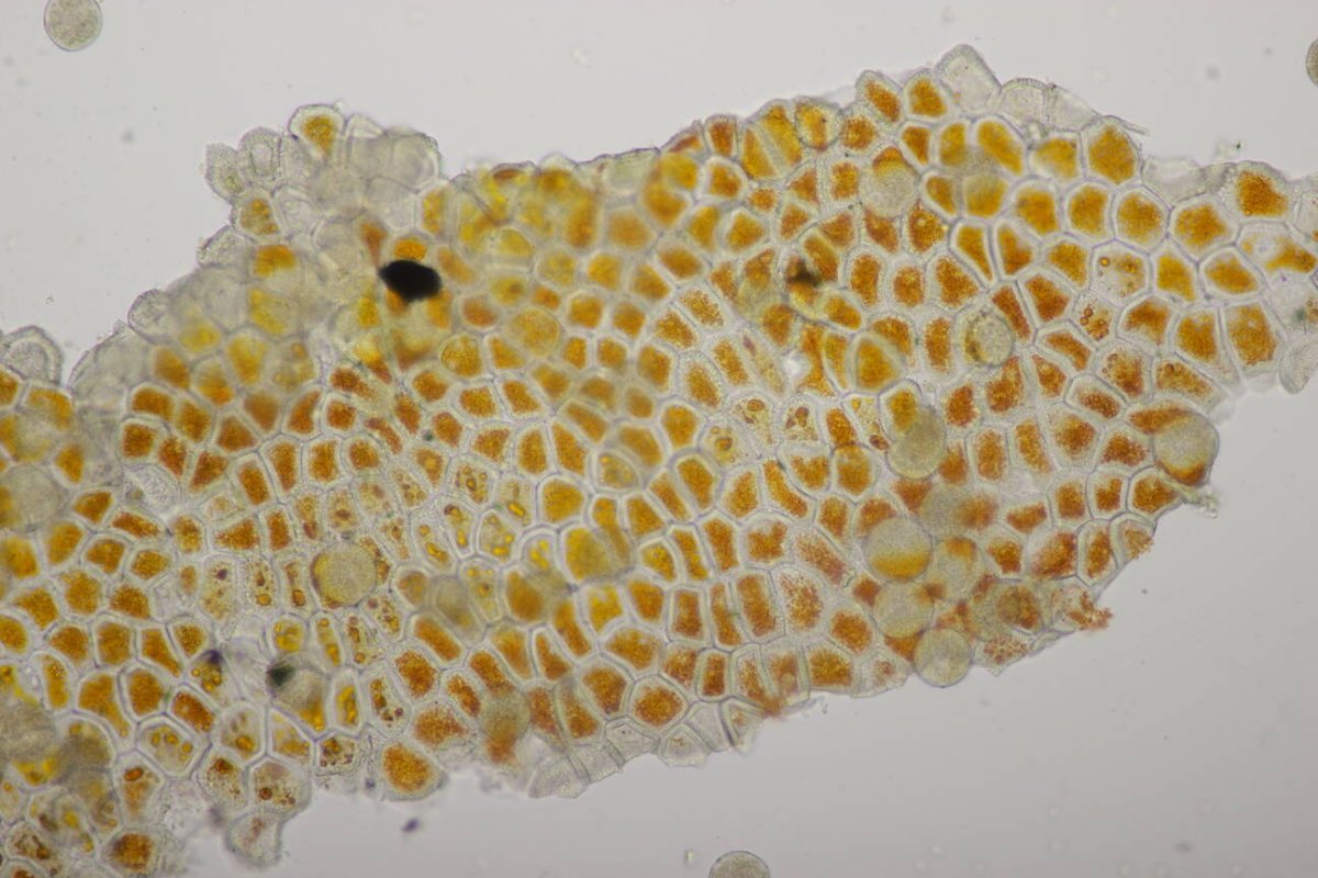 Rheinwiesen Neuenkamp-0186.jpg