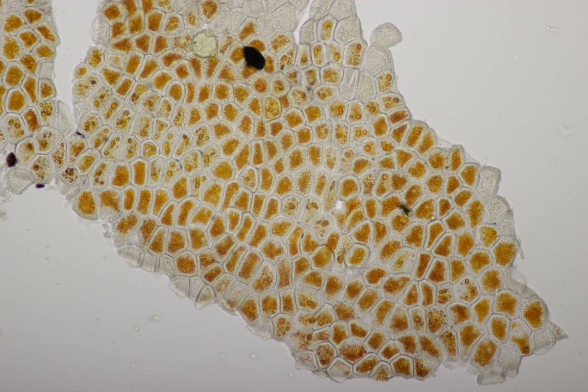 Rheinwiesen Neuenkamp-0187.jpg