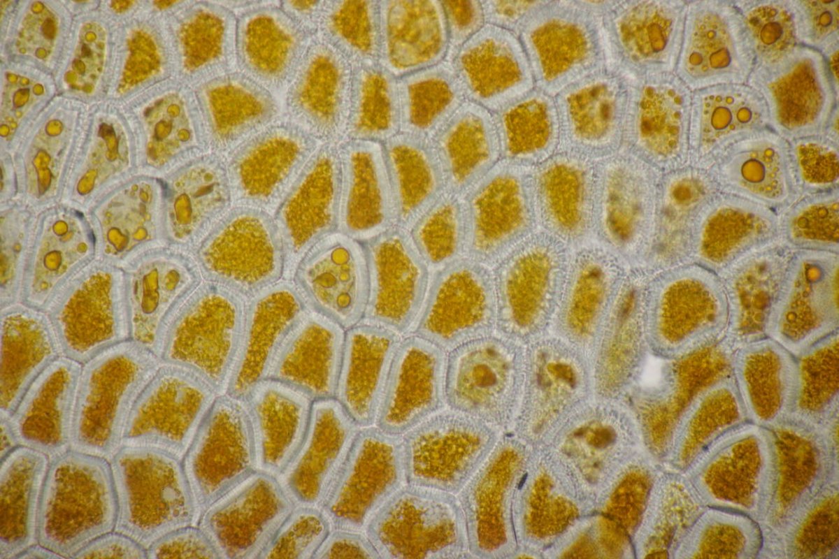 Rheinwiesen Neuenkamp-0189.jpg