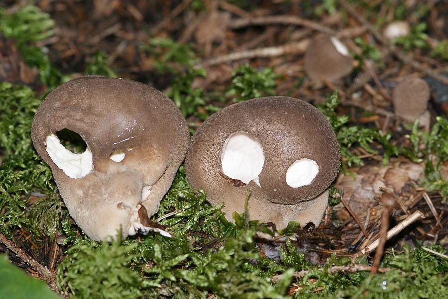 2009-09-17 #9467-w Brauner Stäubling Lycoperdon umbrinum.jpg