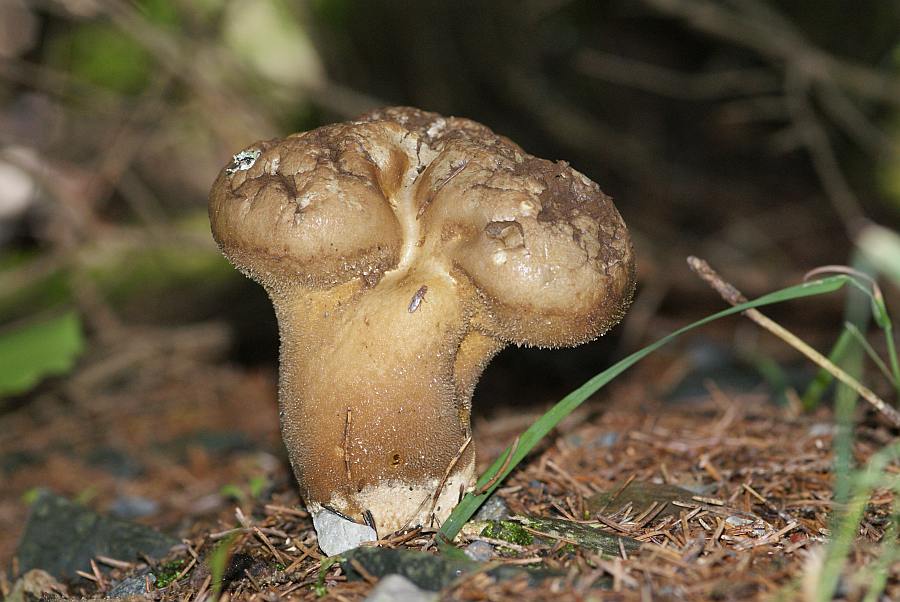 2009-09-15 #9201-w Beutel-Stäubling.jpg