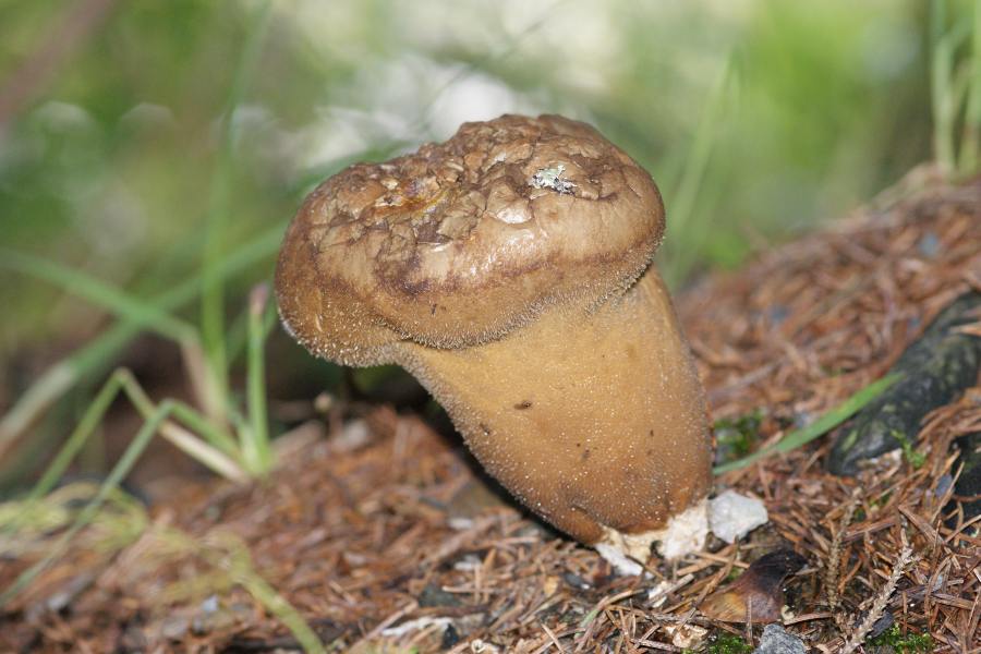 2009-09-15 #9202-w Beutel-Stäubling.jpg