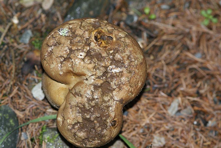 2009-09-15 #9205-w Beutel-Stäubling.jpg