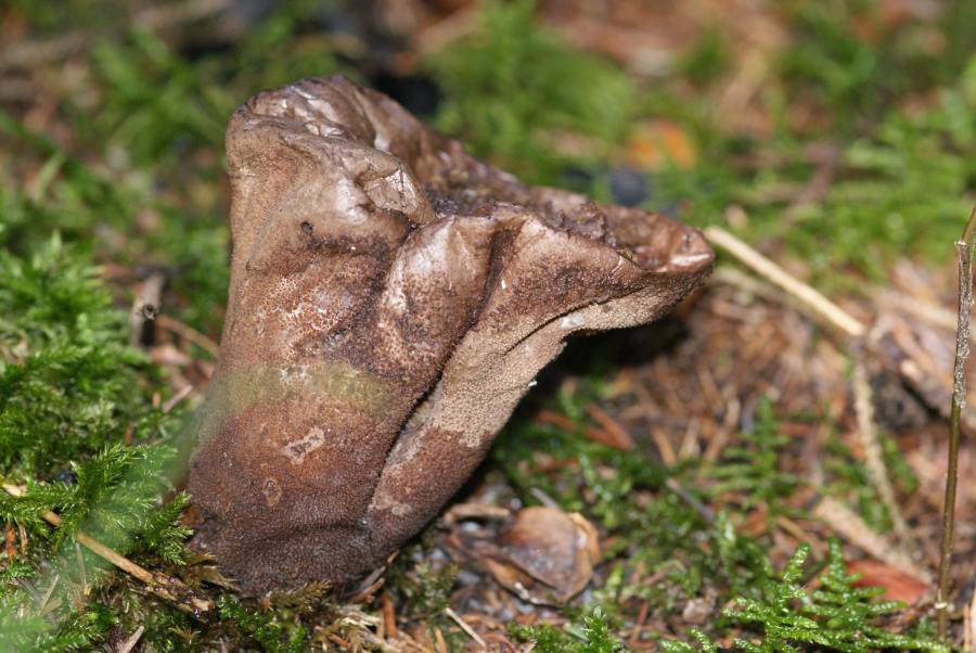 2009-09-15 #9203-w Beutel-Stäubling.jpg