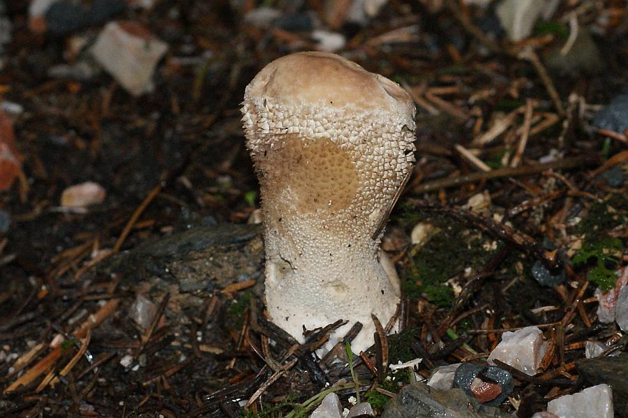 2009-09-14 #9129-f HasenStäubling Calvatia utriformis RL3.jpg