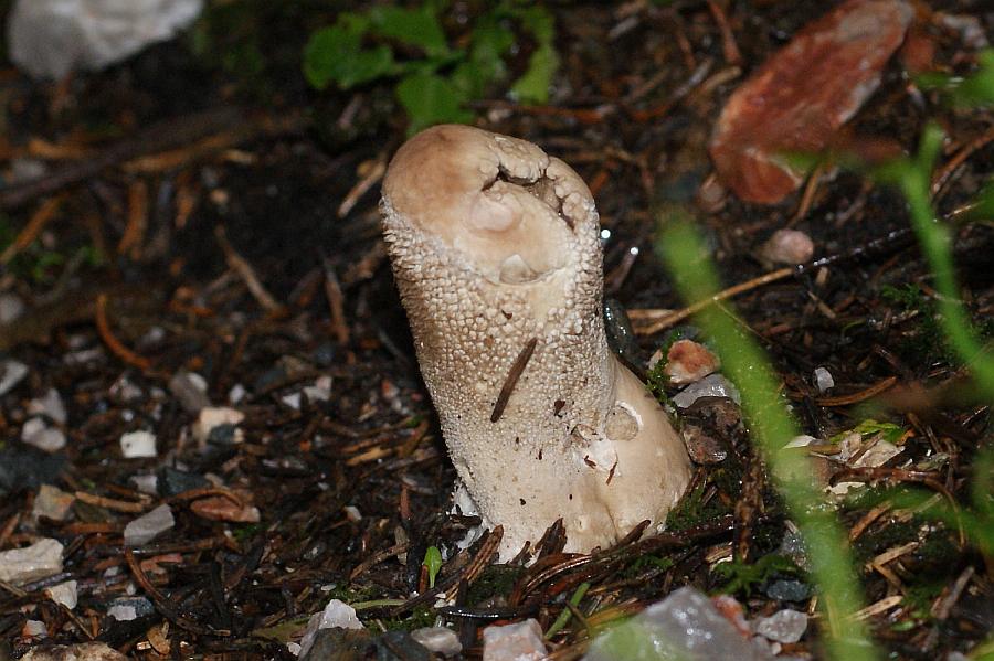 2009-09-14 #9130-f HasenStäubling Calvatia utriformis RL3.jpg