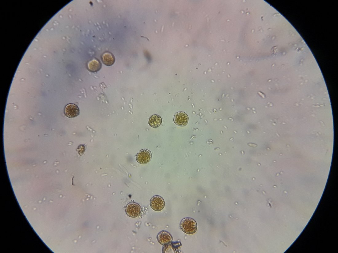 20200504_221209 - Copie.jpg