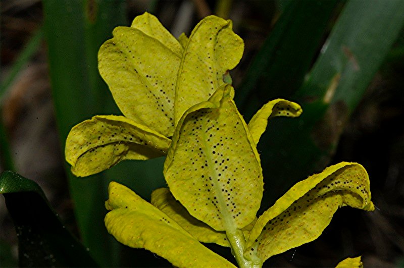 _DSC0001 Ausschnitt, Schärfe, klein.jpg