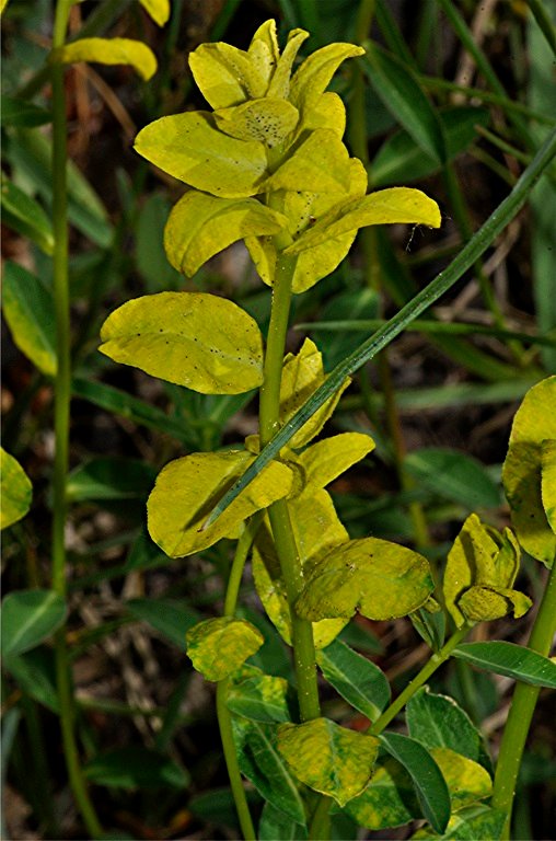 _DSC0005 Ausschnitt, Schärfe, klein.jpg