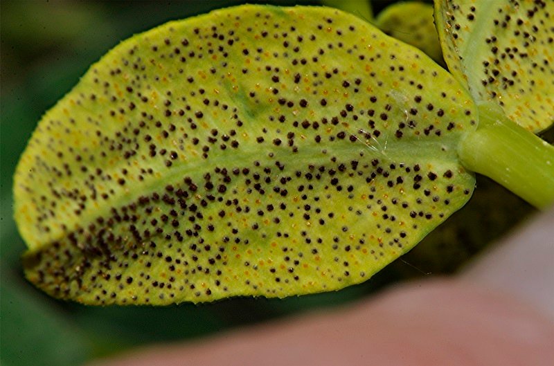 _DSC0010 Ausschnitt, Schärfe, klein.jpg