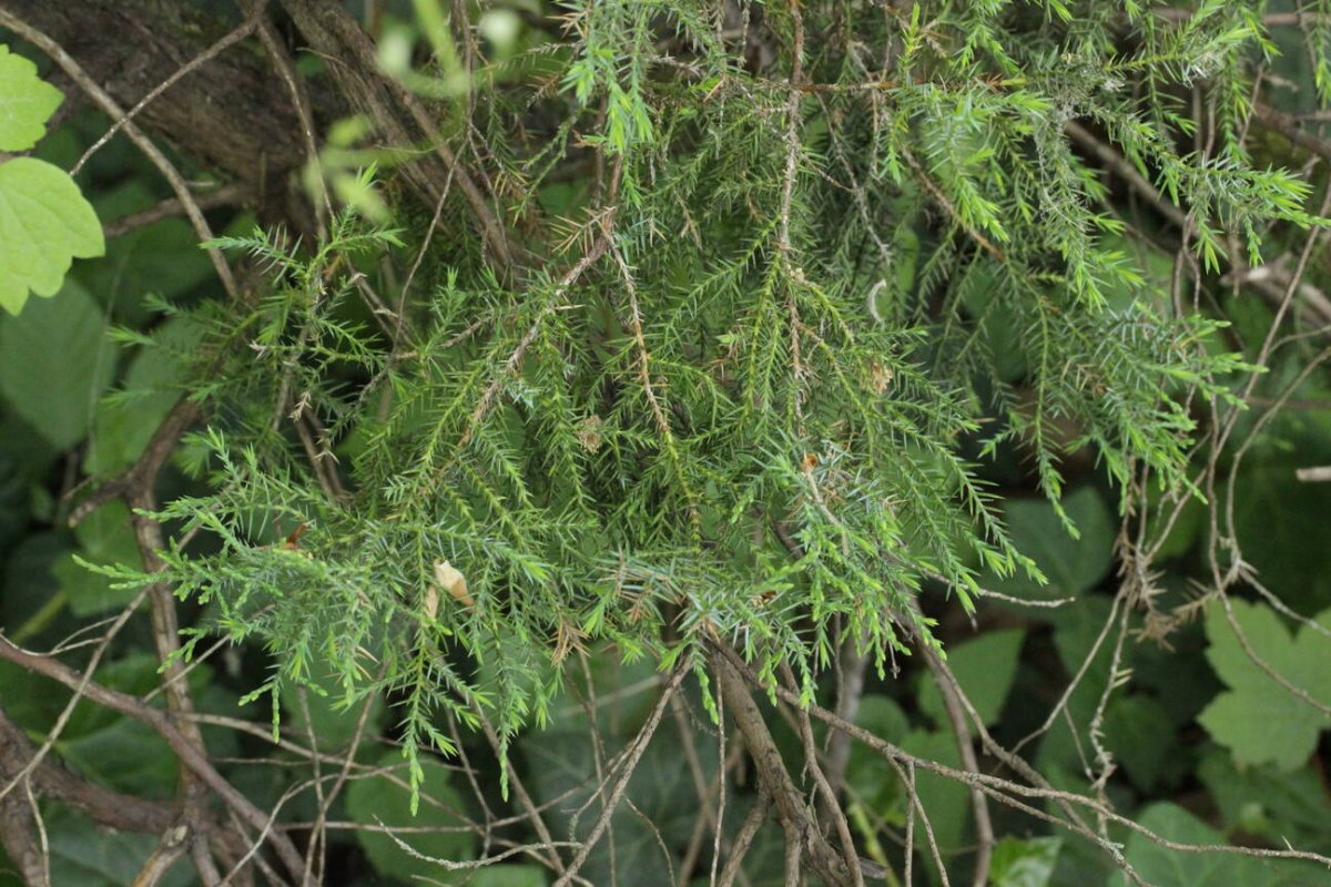 Rhein Duisburg-0002.jpg