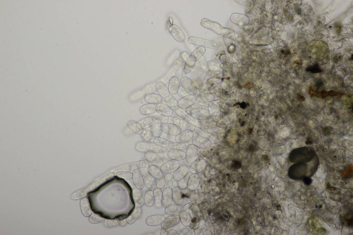 Botanischer Garten Duisburg-0108.jpg