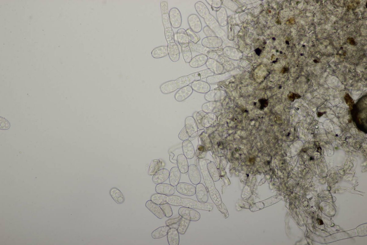 Botanischer Garten Duisburg-0109.jpg