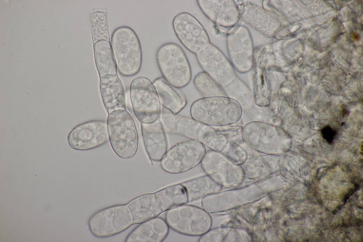 Botanischer Garten Duisburg-0110.jpg