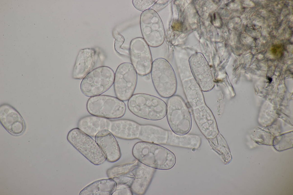 Botanischer Garten Duisburg-0111.jpg