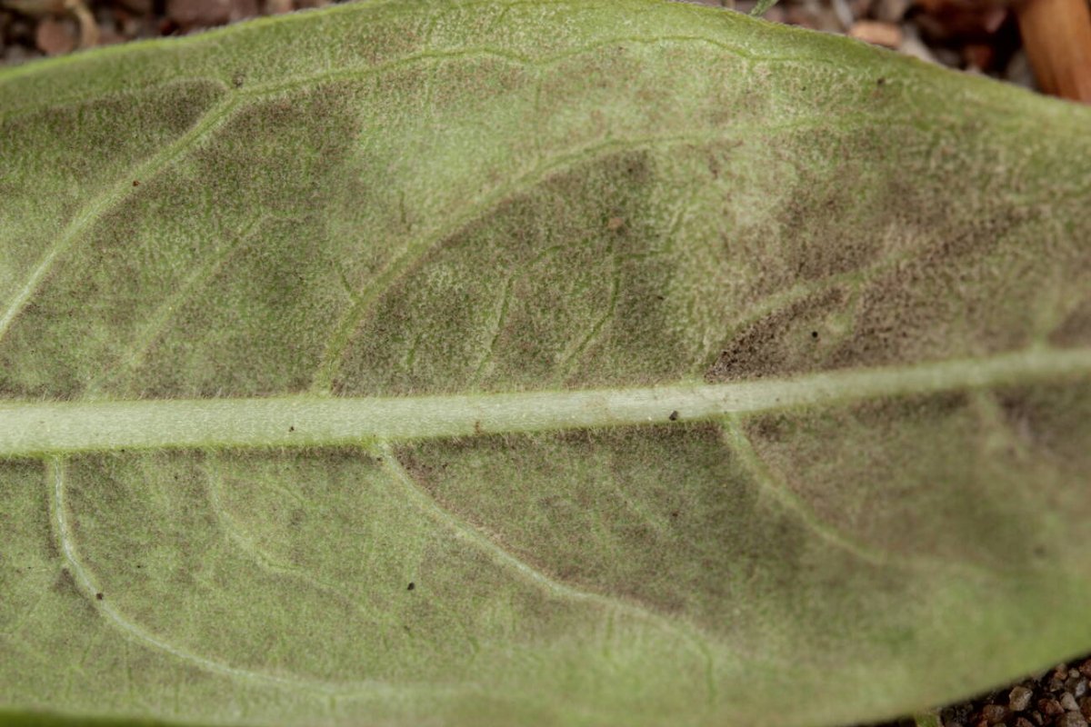 Botanischer Garten Duisburg-0007.jpg