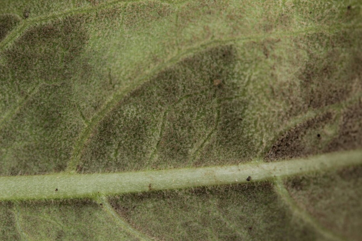 Botanischer Garten Duisburg-0011.jpg