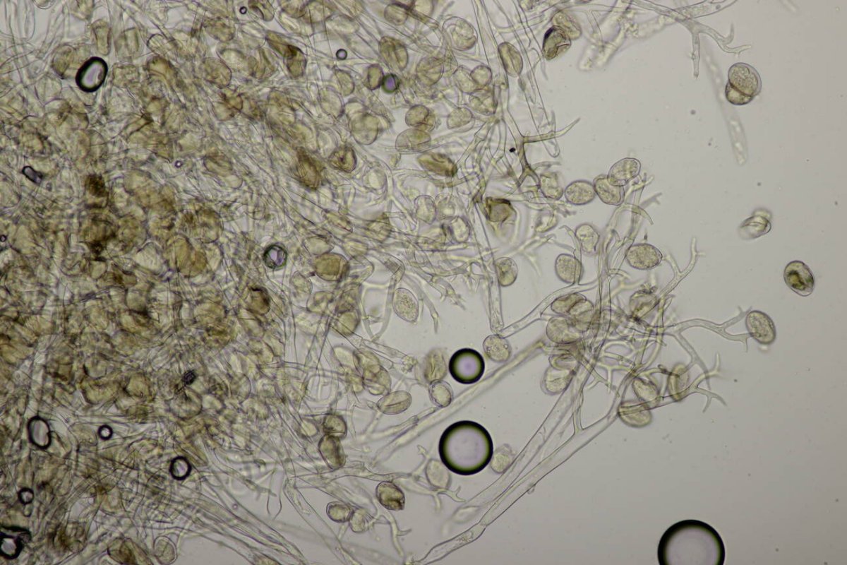 Botanischer Garten Duisburg-0114.jpg