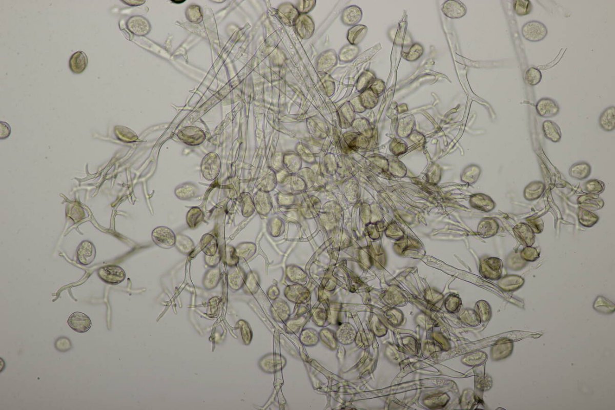 Botanischer Garten Duisburg-0115.jpg