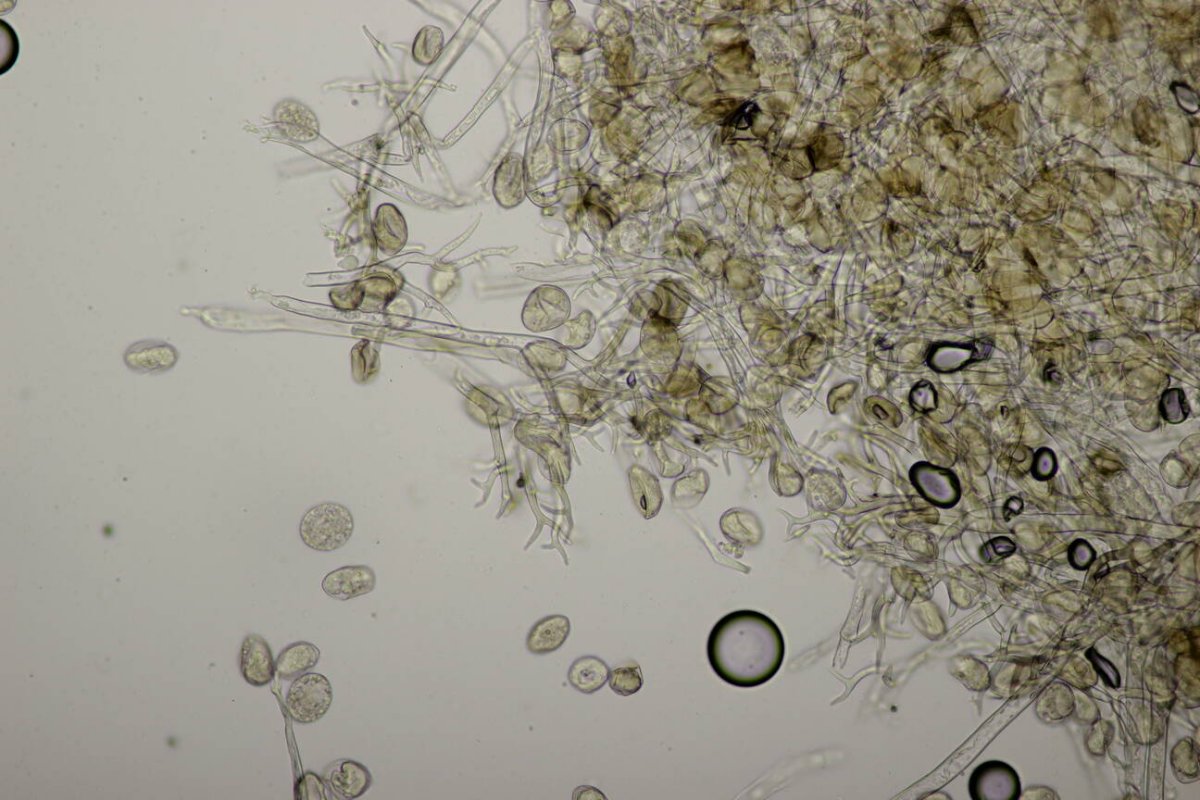 Botanischer Garten Duisburg-0116.jpg