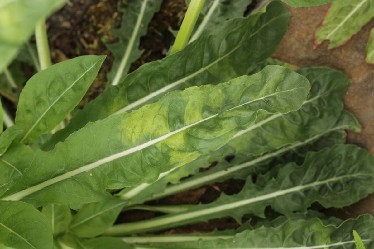 Botanischer Garten Duisburg-0014.jpg