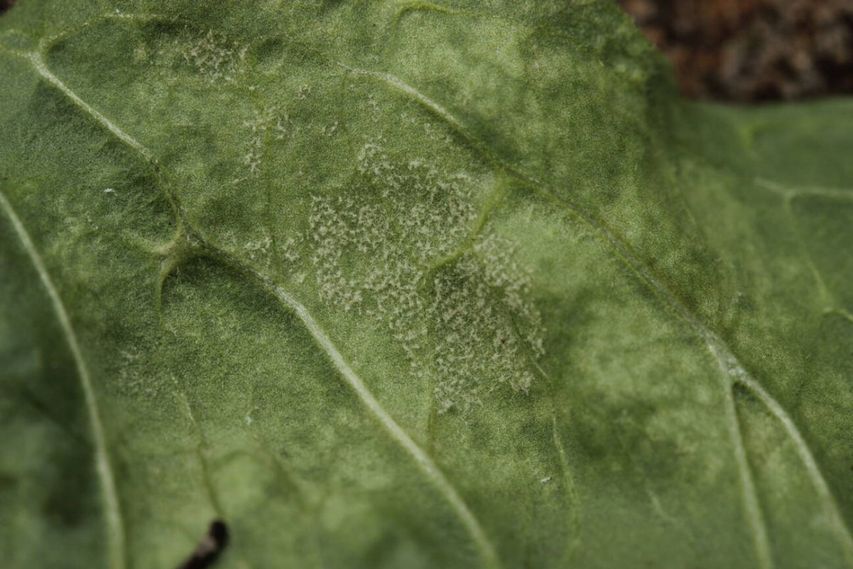 Botanischer Garten Duisburg-0015.jpg
