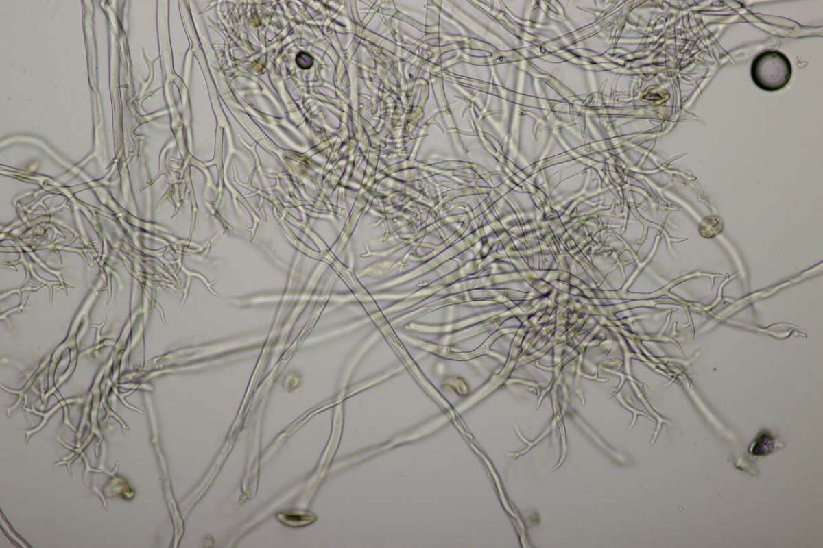 Botanischer Garten Duisburg-0117.jpg