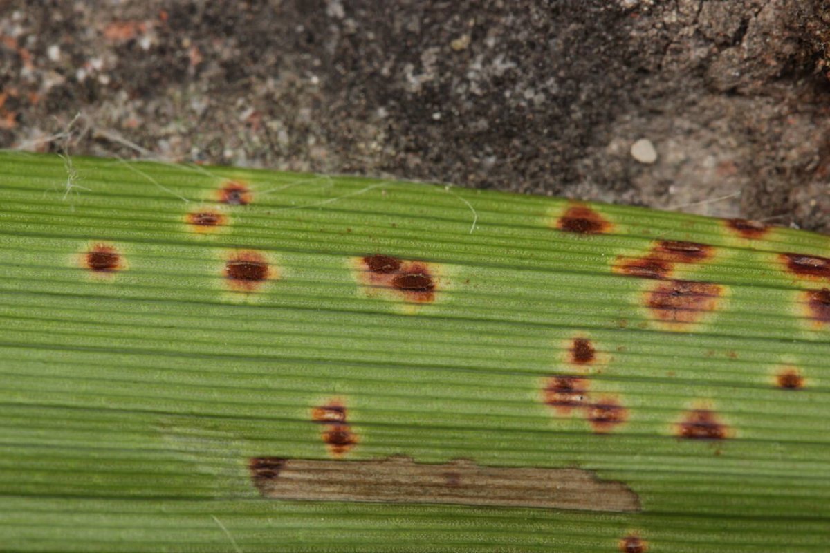 Botanischer Garten Duisburg-0024.jpg